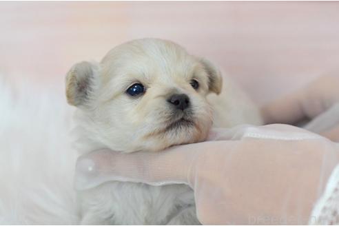 成約済の埼玉県のミックス犬-369448の22枚目